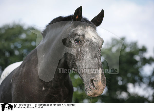 Knabstrup Horse Portrait / RR-85459