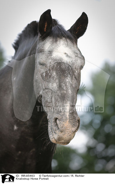 Knabstrup Horse Portrait / RR-85463