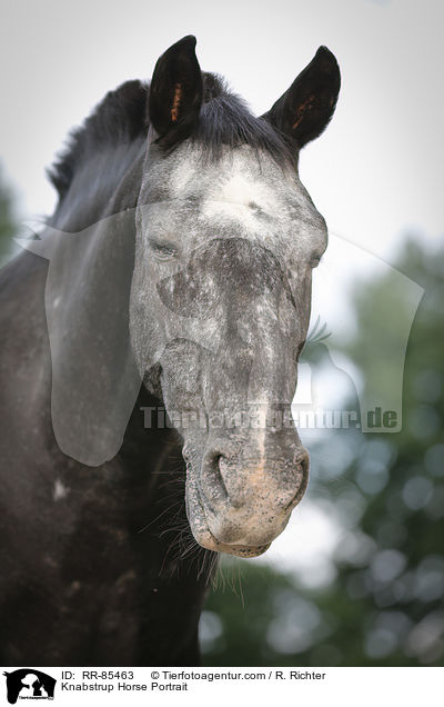 Knabstrup Horse Portrait / RR-85463