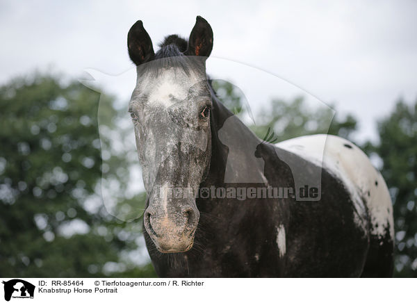 Knabstrup Horse Portrait / RR-85464