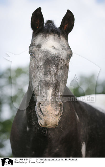 Knabstrup Horse Portrait / RR-85467