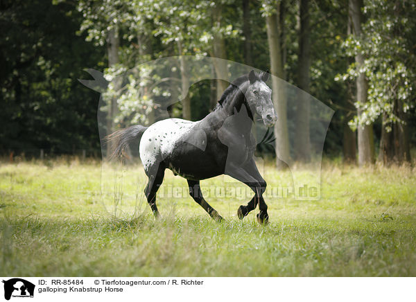 galloping Knabstrup Horse / RR-85484