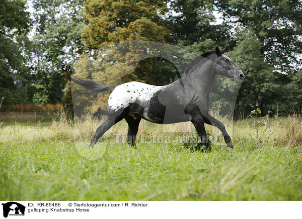galloping Knabstrup Horse / RR-85486