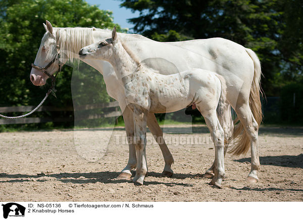 2 Knabstrupper / 2 Knabstrup Horses / NS-05136