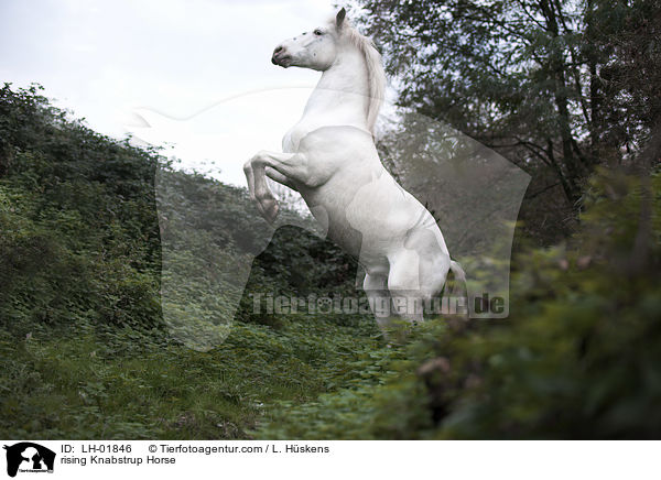 rising Knabstrup Horse / LH-01846