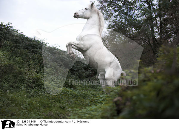 steigender Knabstrupper / rising Knabstrup Horse / LH-01846