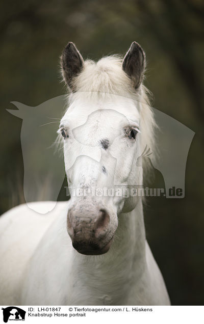 Knabstrup Horse portrait / LH-01847