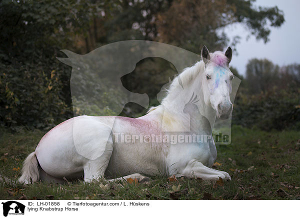 lying Knabstrup Horse / LH-01858