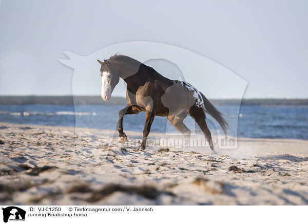 running Knabstrup horse / VJ-01250