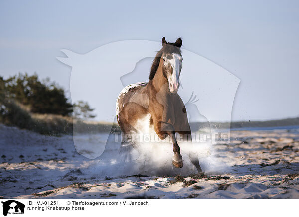 running Knabstrup horse / VJ-01251