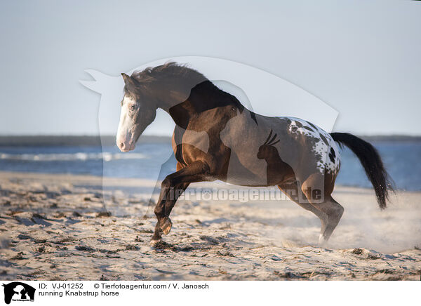running Knabstrup horse / VJ-01252