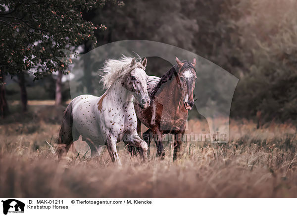 Knabstrup Horses / MAK-01211