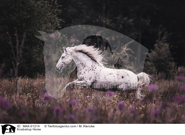 Knabstrup Horse / MAK-01214