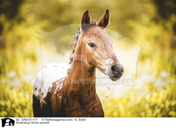 Knabstrup Horse portrait / SAS-01117