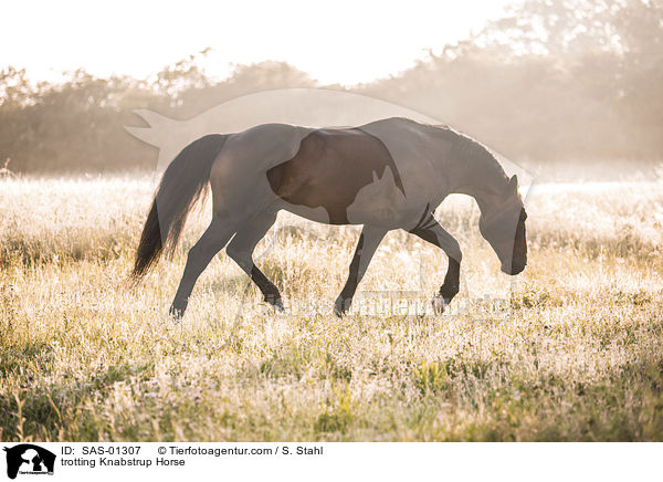 trabender Knabstrupper / trotting Knabstrup Horse / SAS-01307