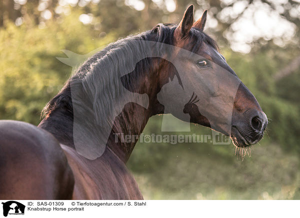 Knabstrup Horse portrait / SAS-01309