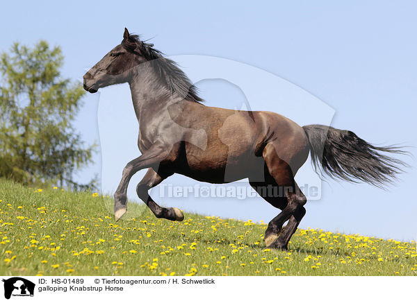 galoppierender Knabstrupper / galloping Knabstrup Horse / HS-01489