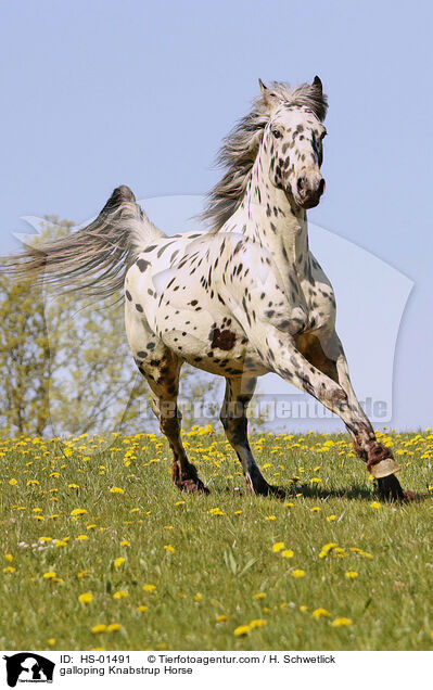 galloping Knabstrup Horse / HS-01491