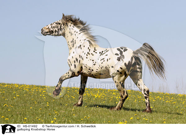 galloping Knabstrup Horse / HS-01492