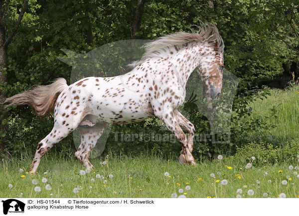 galloping Knabstrup Horse / HS-01544