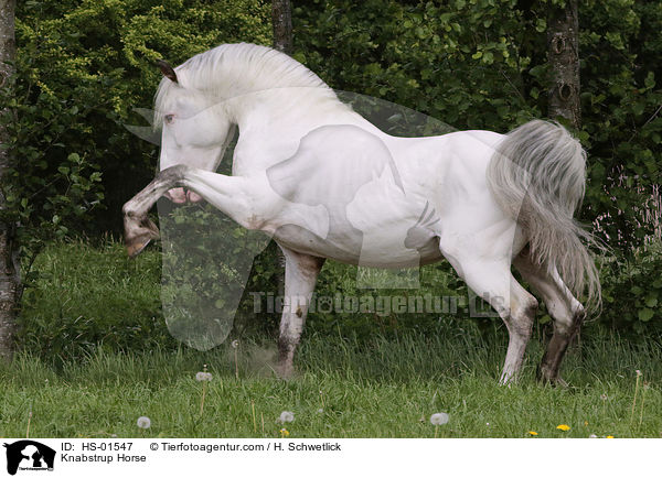 Knabstrup Horse / HS-01547