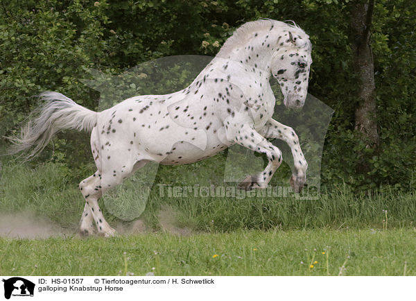 galloping Knabstrup Horse / HS-01557