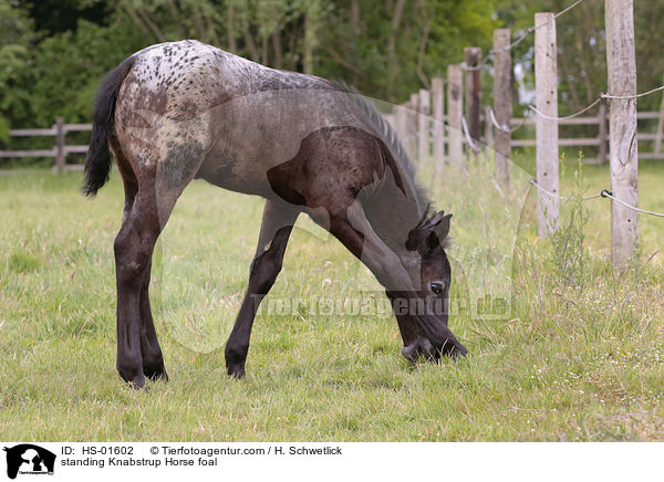 stehendes Knabstrupper Fohlen / standing Knabstrup Horse foal / HS-01602