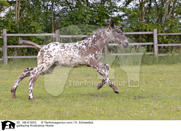 galloping Knabstrup Horse / HS-01603