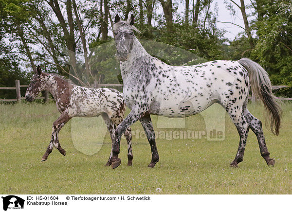 Knabstrup Horses / HS-01604