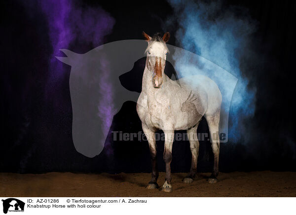 Knabstrup Horse with holi colour / AZ-01286