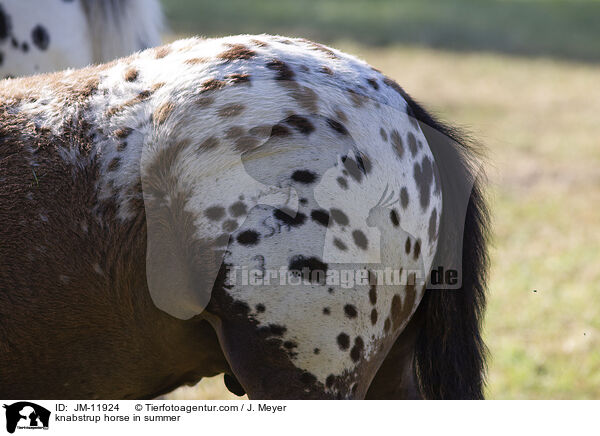 Knabstrupper im Sommer / knabstrup horse in summer / JM-11924