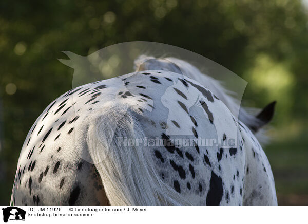 Knabstrupper im Sommer / knabstrup horse in summer / JM-11926