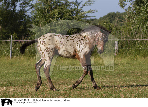 Knabstrupper Fohlen / knabstrup horse foal / JM-11928