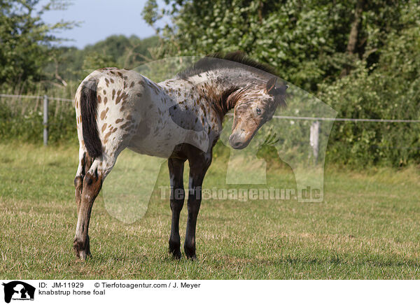 Knabstrupper Fohlen / knabstrup horse foal / JM-11929
