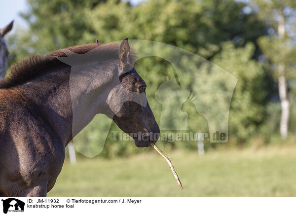 Knabstrupper Fohlen / knabstrup horse foal / JM-11932