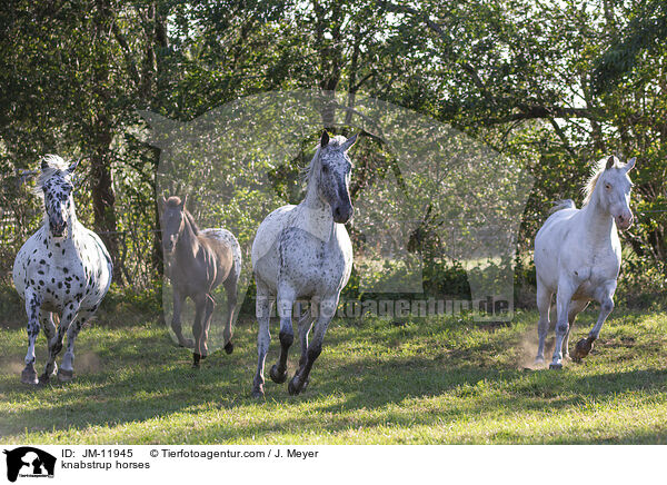 Knabstrupper / knabstrup horses / JM-11945