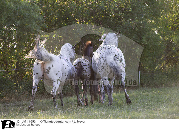 knabstrup horses / JM-11953