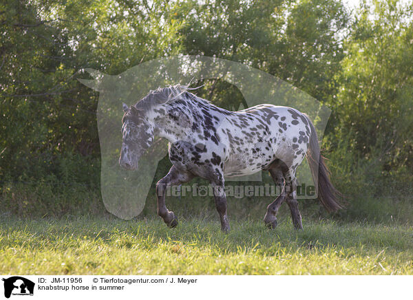 knabstrup horse in summer / JM-11956