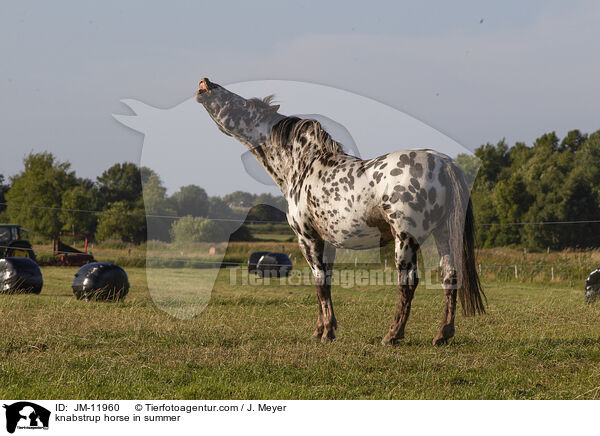knabstrup horse in summer / JM-11960