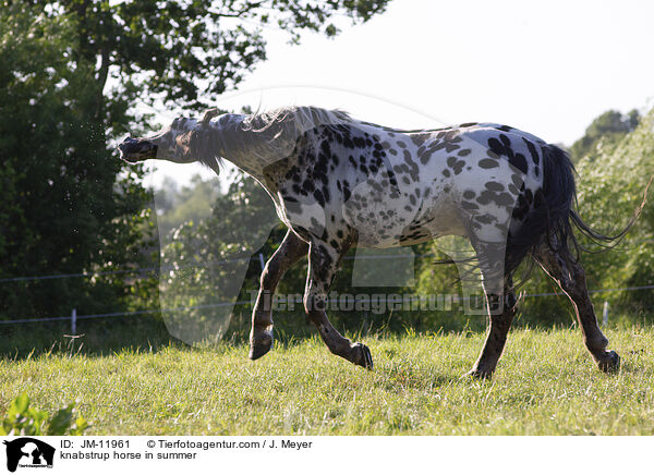 Knabstrupper im Sommer / knabstrup horse in summer / JM-11961