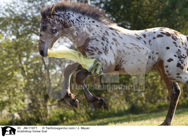 knabstrup horse foal / JM-11971