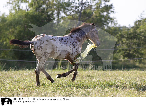knabstrup horse foal / JM-11973