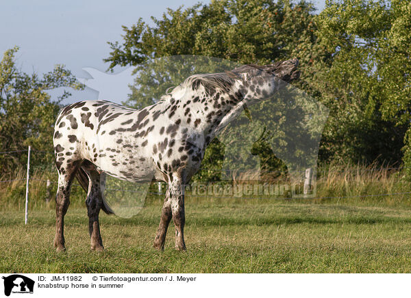 Knabstrupper im Sommer / knabstrup horse in summer / JM-11982