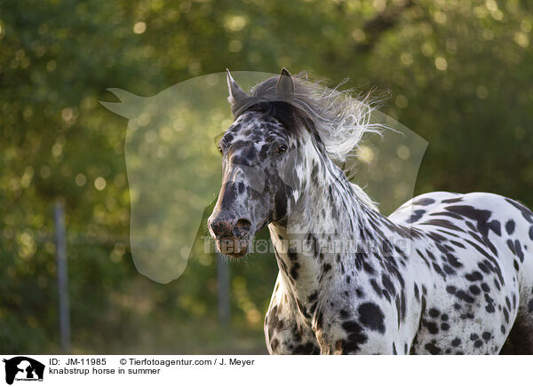 knabstrup horse in summer / JM-11985