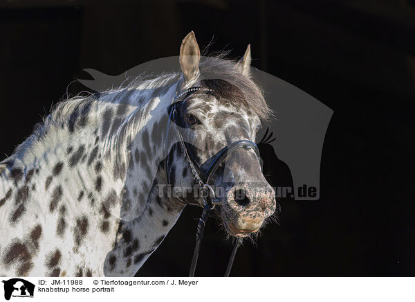 Knabstrupper Portrait / knabstrup horse portrait / JM-11988