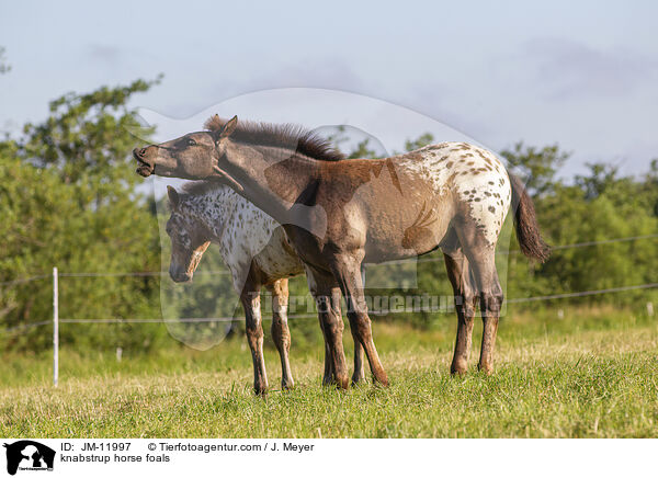 Knabstrupper Fohlen / knabstrup horse foals / JM-11997