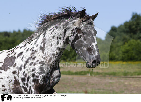 knabstrup horse in summer / JM-11999
