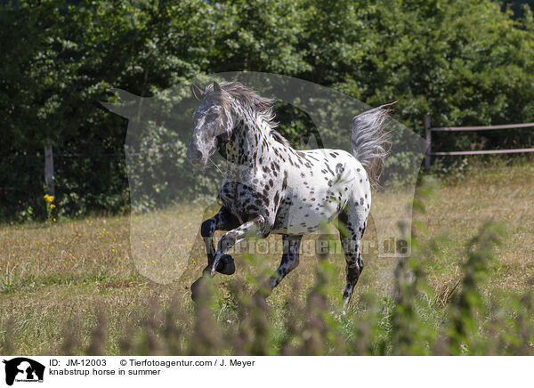 Knabstrupper im Sommer / knabstrup horse in summer / JM-12003