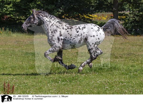 Knabstrupper im Sommer / knabstrup horse in summer / JM-12005