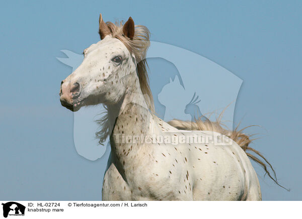 knabstrup mare / HL-02724